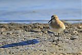 Baird's Sandpiper